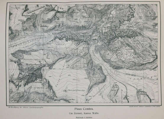 Rikli, M. - photo 6 Rikli, M. - photo 6