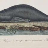 Lesson, R.P. - фото 2