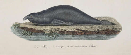 Lesson, R.P. - фото 2