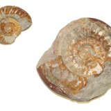 Ammoniten, Zwei. - photo 1