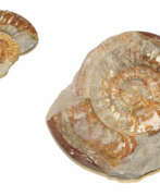 Overview. Ammoniten, Zwei.