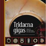 Shell Plaque (Barava) from Solomon Islands 19th Century Sea shell 19th century г. - фото 5