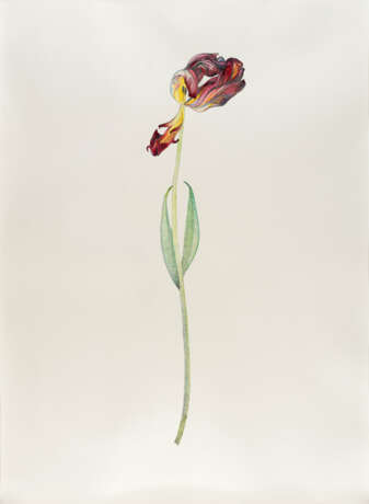 Marc Bauer. „Tulip Orange and Red“ - фото 1