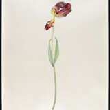 Marc Bauer. „Tulip Orange and Red“ - фото 3