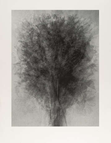 Idris Khan. After...Karl Blossfeldt Art Forms in Nature - photo 1