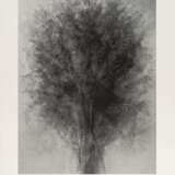 Idris Khan. After...Karl Blossfeldt Art Forms in Nature - photo 1