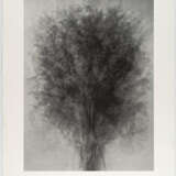 Idris Khan. After...Karl Blossfeldt Art Forms in Nature - photo 2