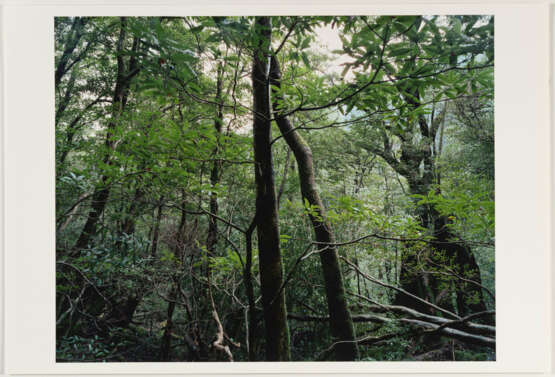 Thomas Struth. Paradies - photo 4 Thomas Struth. Paradies - photo 4