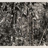 Thomas Struth. Paradies - photo 5