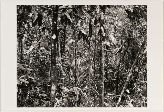 Thomas Struth. Paradies - photo 5 Thomas Struth. Paradies - photo 5