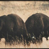 John Baldessari. Two Bison/Group of Bison (with blue shape) - фото 2