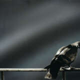 Michelangelo Pistoletto. Colomba from: Hommage à Picasso - photo 1