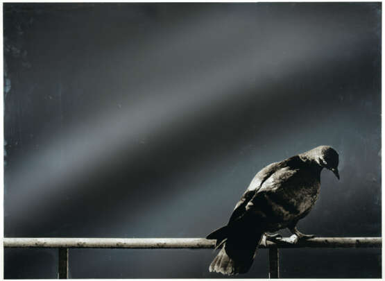 Michelangelo Pistoletto. Colomba from: Hommage à Picasso - photo 2