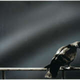 Michelangelo Pistoletto. Colomba from: Hommage à Picasso - photo 2