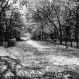 “autumn” Photographic paper Film Photo Black & white photo Landscape painting 1997 - photo 1