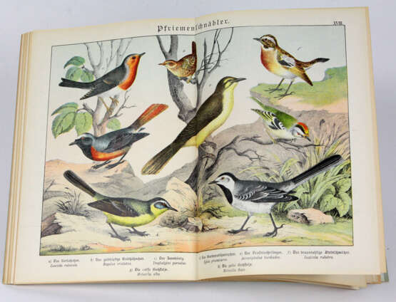 Naturgeschichte der Vögel - фото 2