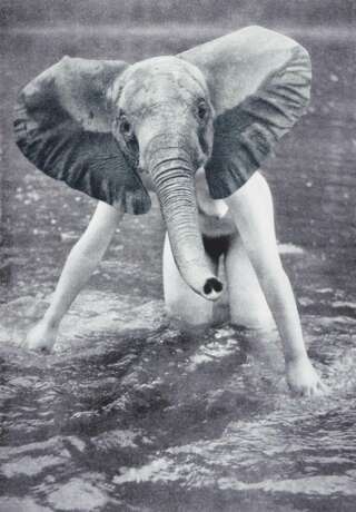 Young, Sabrina. Elefant - photo 1