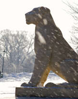 Winter Lions Winter Lions
