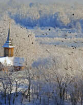 The winter flight The winter flight