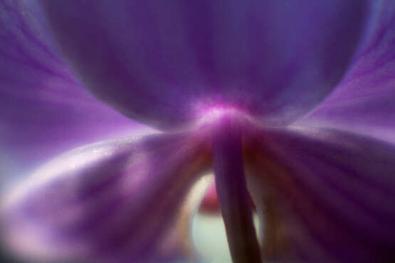 Orchid_2 Photographic paper Digital photography Color photo Still life 2015 - photo 1