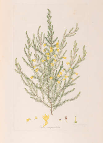 Andrews, Henry C., Coloured Engravings of Heath - фото 4
