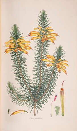 Andrews, Henry C., Coloured Engravings of Heath - Foto 5