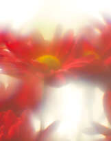 Солнечные цветы Солнечные цветы