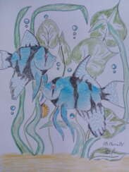 Angelfish blue phantom