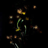 «Nature morte-3» Papier photographique Photographie numérique Photo couleur Nature morte 1999 - photo 1