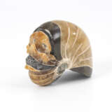 Memento mori aus fossilem Ammonit - Foto 2