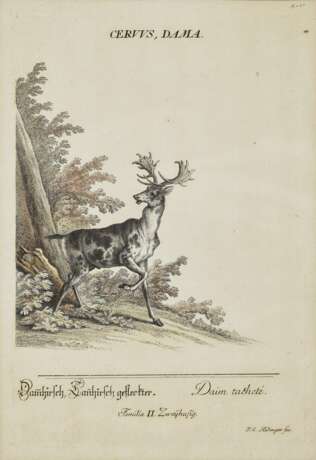 Rupicapra - Alce - Dama spadiceus - Cervus Dama , Ridinger, Johann Elias 1698 Ulm - 1767 Augsburg - photo 1