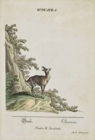 Rupicapra - Alce - Dama spadiceus - Cervus Dama , Ridinger, Johann Elias 1698 Ulm - 1767 Augsburg - photo 2