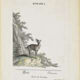 Rupicapra - Alce - Dama spadiceus - Cervus Dama , Ridinger, Johann Elias 1698 Ulm - 1767 Augsburg - фото 8