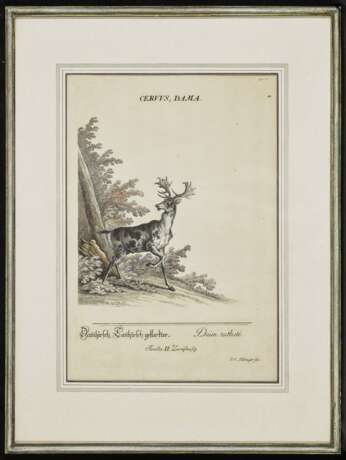 Rupicapra - Alce - Dama spadiceus - Cervus Dama , Ridinger, Johann Elias 1698 Ulm - 1767 Augsburg - фото 13