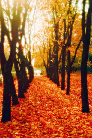 “Autumn alley” Photographic paper Film Photo Color photo Landscape painting 1998 - photo 1