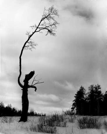 “Pagan oak” Photographic paper Film Photo Black & white photo Landscape painting 2016 - photo 1