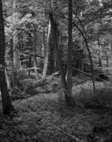 Лесная река Вишева