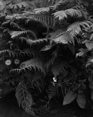 “The fern above water” Photographic paper Film Photo Black & white photo Landscape painting 2017 - photo 1