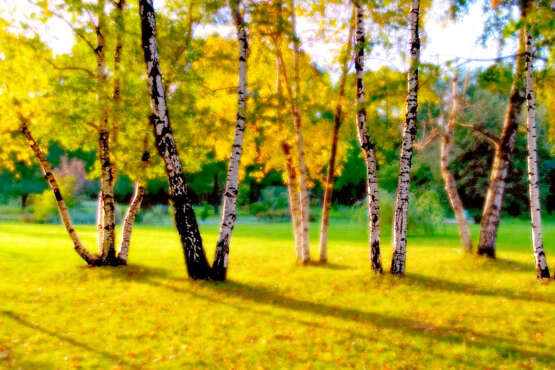 “Golden grove” Photographic paper Digital photography Color photo Landscape painting 2004 - photo 1