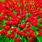 “Floral explosion” Photographic paper Digital photography Color photo Landscape painting 2007 - photo 1