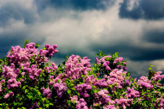 “The spring storm” Photographic paper Digital photography Color photo Landscape painting 2005 - photo 1