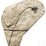 Fossilisierte Seelilie, ca. 80 Millionen Jahre alt - фото 1