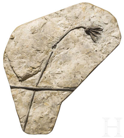 Fossilisierte Seelilie, ca. 80 Millionen Jahre alt - фото 1