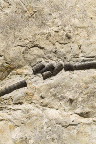Fossilisierte Seelilie, ca. 80 Millionen Jahre alt - Foto 3