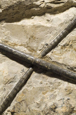 Fossilisierte Seelilie, ca. 80 Millionen Jahre alt - Foto 4