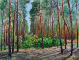 Glade in a pine forest