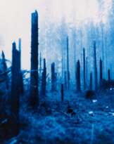 Dröhnen (Wald)