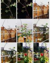 Process (apple tree)