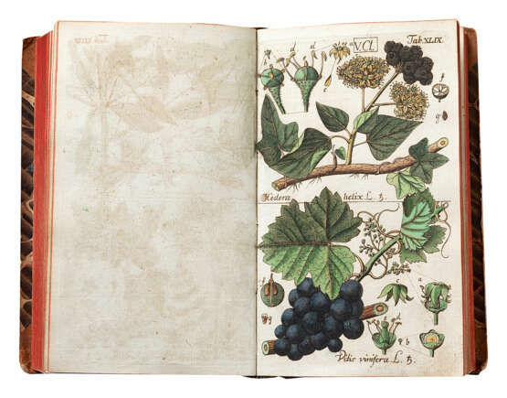 Botanisches Handbuch - photo 3