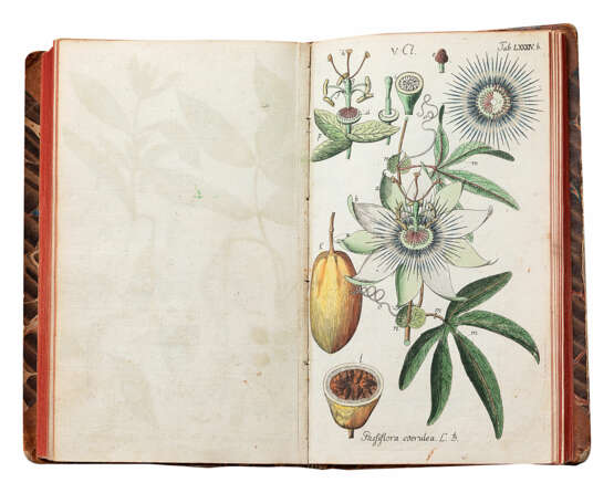 Botanisches Handbuch - фото 4
